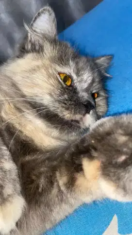 Kucing Persia Medium Long Hair Betina Birahi