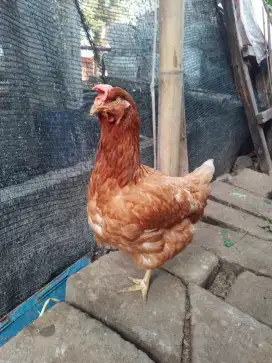 Ayam petelur merah (ISA BROWN) usia 21minggu siap bertelur