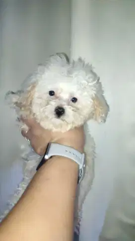 Party poodle TINY kaki pendek kriwil stambum jantan