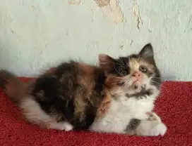 Persia kitten calico