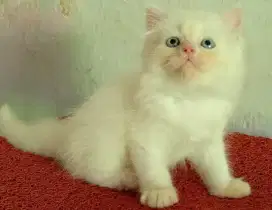 Persia kitten white solid blue Eyes