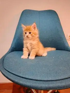Mainecoon nonped kitten
