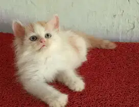 Persia kitten white oyen