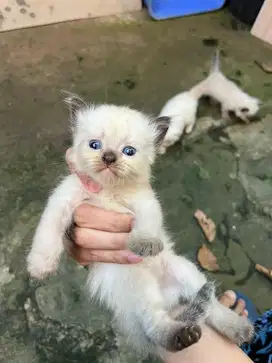 kucing kitten persia himalaya