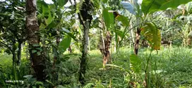 Di jual tanah murah di tegalalang ubud  luas 16  are