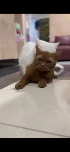 Jual kucing betina bsh cinamon
