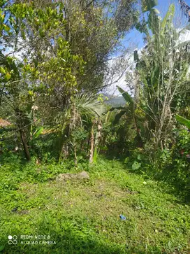 Dijual tanah di wanagiri berisi pohon cengkeh dan kopi
