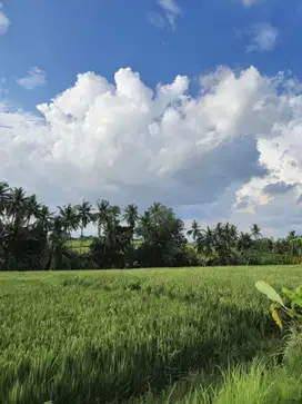 Jual Tanah SHM Dekat Wisata DiBali