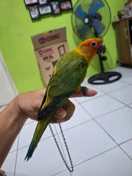 Sunconure jinak usia 5bulan
