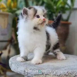 LEPAS ADOPSI Kucing Kitten Persia Flatnose x Peaknose Longhair JANTAN