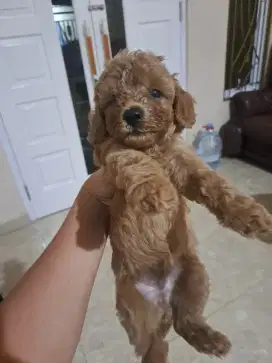 Poodle Puppy Real Jantan Ada Ekor