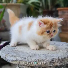 LEPAS ADOPSI Kucing Kitten Persia Flatnose x Peaknose Longhair JANTAN