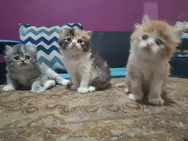 Kitten Persia Flat nose