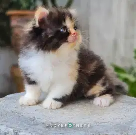 LEPAS ADOPSI Kucing Kitten Persia Flatnose x Peaknose Longhair BETINA