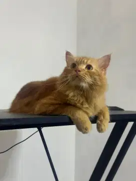 Open Adopt Kucing Jantan Oren