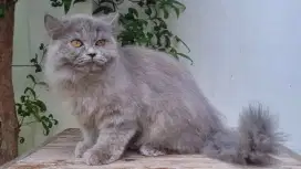 KITEN PERSIA MEDIUM 4 BULAN BETINA BLUE SOLID