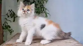 KITTEN PERSIA MEDIUM BETINA 2 BULAN CALICO