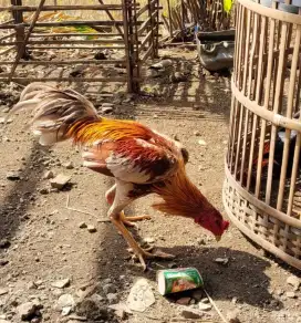 Ayam Bangkok Jalu Siih menang 3x