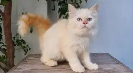 KITTEN PERSIA MEDIUM JANTAN 3 BULAN HIMALAYA RED POINT