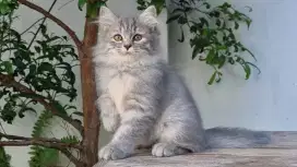 KITTEN PERSIA MEDIUM BETINA 2 BULAN BLUE TABBY