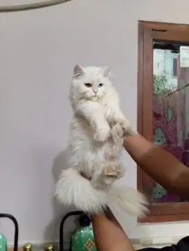 Kucing kitten persia odd eye jantan