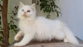 KITTEN PERSIA MEDIUM BETINA 2 BULAN WHITE SOLID ODD EYE