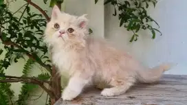 KITTEN PERSIA MEDIUM JANTAN 2 BULAN CREAN PUTIH