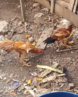 ayam ekor lidi sepasang