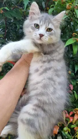 KITTEN PERSIA MEDIUM JANTAN 4 BULAN BLUE TABBY