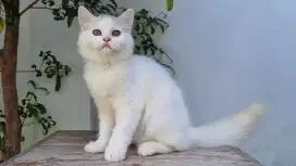 KITTEN PERSIA MEDIUM BETINA 4 BULAN WHITE SOLID