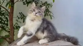 KITTEN PERSIA MEDIUM JANTAN 4 BULAN BICOLOR BLUE TABBY