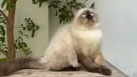KITTEN PERSIA MEDIUM JANTAN 4 BULAN HIMALAYA SEAL POINT