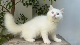 KITTEN PERSIA MEDIUM JANTAN 4 BULAN WHITE SOLID
