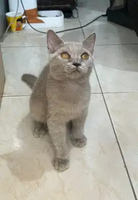 Pure British Shorthair / BSH Lilac Betina
