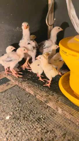 Anak Ayam Indio Gigante Ori / Ekor (Foto Indukan ada pada slide ke2)
