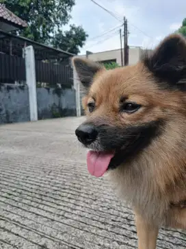Anjing pom mix spitz