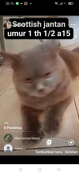 Kucing Scottish mix