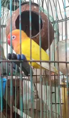 LOVEBIRD LUTINO MATA MERAH BETINA DEWASA