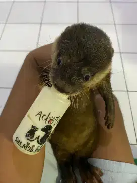 Lepas adopsi Otter remaja