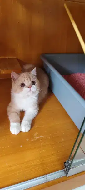 Kucing BSH (British Short Hair) Kitten Cream Tabby