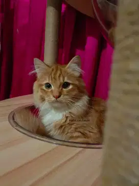 Persia Longhair oyen Oren gembul
