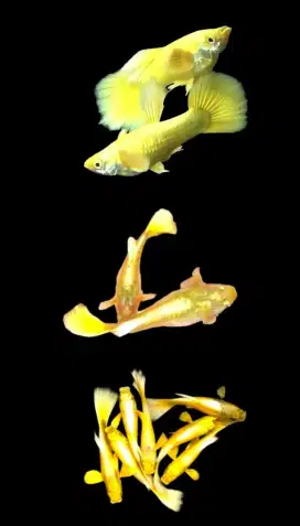Guppy Gold Line Vietnam (1 Pair)