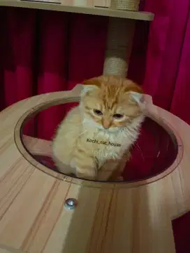 Scottish fold single fold munchkin NS