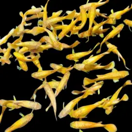 Guppy Gold Jantan Line Vietnam