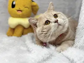 Kucing BSH British Shorthair Jantan Cream