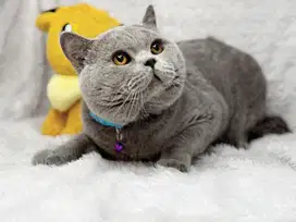 Kucing BSH British Shorthair Jantan