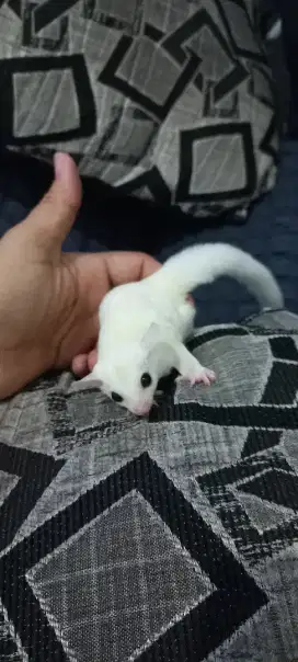 Sugar Glider Leucistic Sepasang Bawa Baby