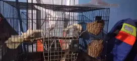 Sepasqng Sugar Glider Leucistic Bawa Baby