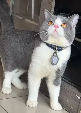 British Shorthair Bicolor pedigree