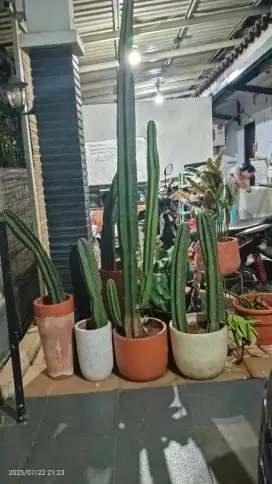 Kaktus Koboi Tinggi 2 Meter Lebih